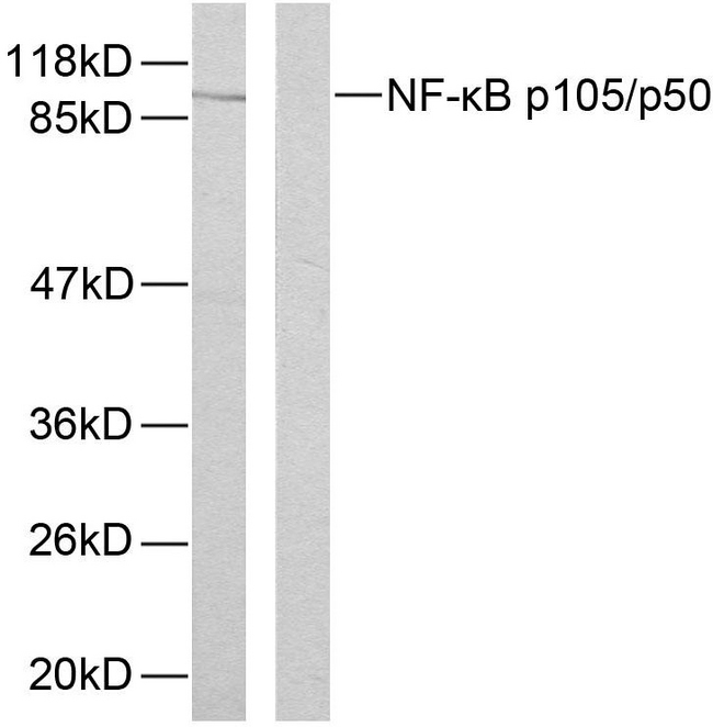 NFKB1 / NF-Kappa-B Antibody - Western blot analysis of lysates from HeLa cells, using NF-kappaB p105/p50 (Phospho-Ser893) Antibody. The lane on the left is blocked with the phospho peptide.