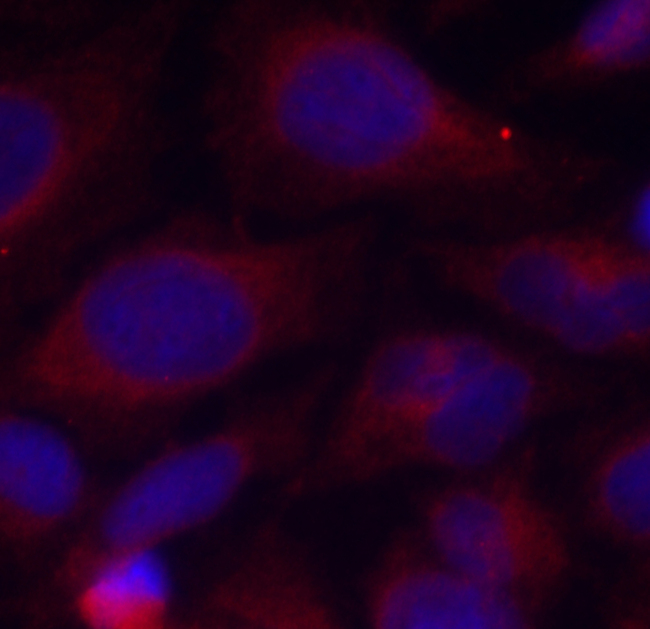NFKB1 / NF-Kappa-B Antibody - Immunofluorescence staining of methanol-fixed HeLa cells.