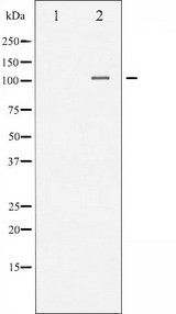 NFKB1 / NF-Kappa-B Antibody - Western blot analysis of NF-kappaB p105/p50 phosphorylation expression in HeLa whole cells lysates. The lane on the left is treated with the antigen-specific peptide.