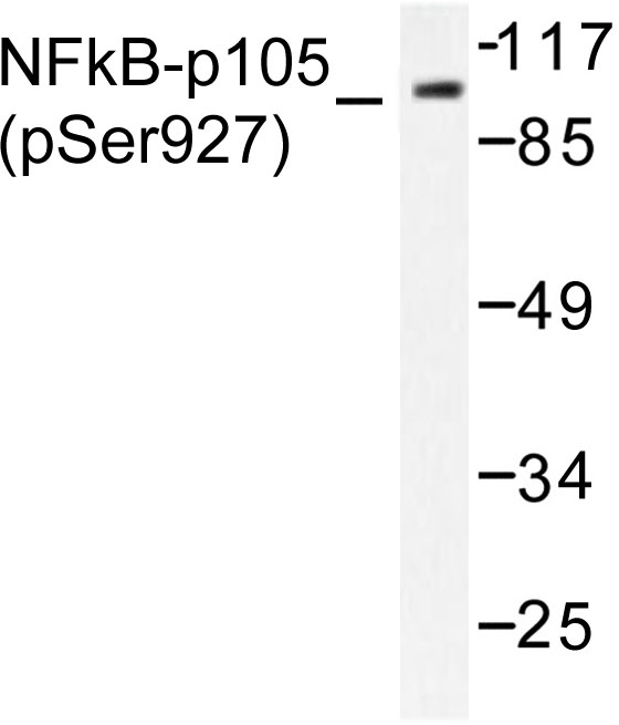 NFKB1 / NF-Kappa-B Antibody - Western blot of p-NF kappa B-p105 (S927) pAb in extracts from HeLa cells treated with Insulin.