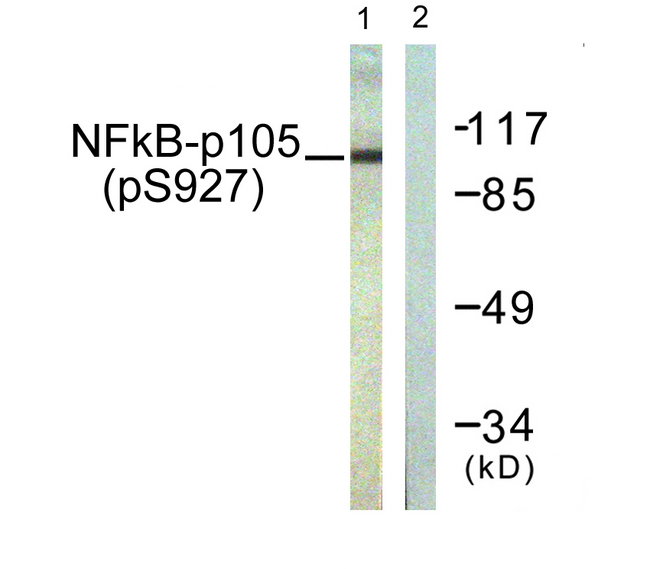NFKB1 / NF-Kappa-B Antibody - Western blot analysis of lysates from HeLa cells treated with LPS 100ng/ml 30', using NF-kappaB p105/p50 (Phospho-Ser927) Antibody. The lane on the right is blocked with the phospho peptide.