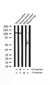 NFKB1 / NF-Kappa-B Antibody - Western blot analysis of Phospho-NF-kappaB p105/p50 (Ser927) expression in various lysates