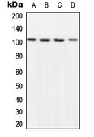 NFKB1 / NF-Kappa-B Antibody - Western blot analysis of NF-kappaB p105 (pS932) expression in HeLa LPS-treated (A); NIH3T3 LPS-treated (B); Raw264.7 LPS-treated (C); rat kidney (D) whole cell lysates.