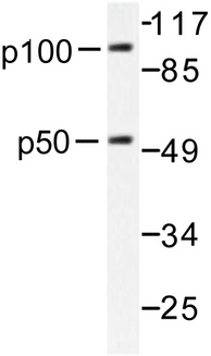 NFKB1 / NF-Kappa-B Antibody - Western blot of NFB-p105/p50 (V887) pAb in extracts from HeLa 7 cells.