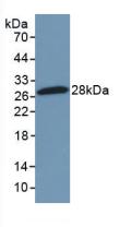 NFKB2 Antibody - Western Blot; Sample: Recombinant NFkB2, Mouse.