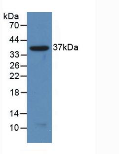 NFKB2 Antibody - Western Blot; Sample: Recombinant NFkB2, Human.