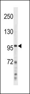 NFKB2 Antibody - NFKB(p100) Antibody (C-term S866/870) western blot of NCI-H460 cell line lysates (35 ug/lane). The NFKB(p100) antibody detected the NFKB(p100) protein (arrow).