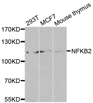 NFKB2 Antibody - Western blot analysis of extracts of various cell lines.
