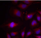 NFKB2 Antibody - Detection of NF?B-p100 (phosphor-Ser870) in methanol-fixed HeLa cells.
