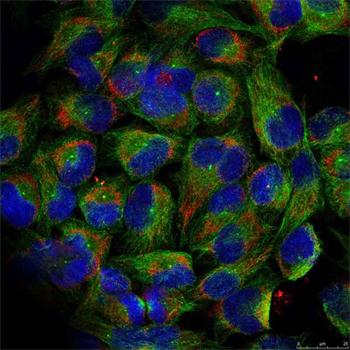 NFKB2 Antibody - Immunofluorescence staining of methanol-fixed HeLa cells.