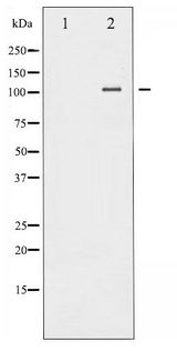 NFKB2 Antibody - Western blot of NF- kappaB p100/p52 phosphorylation expression in TNF- alpha treated MDA-MB-435 whole cell lysates,The lane on the left is treated with the antigen-specific peptide.