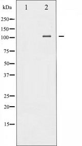 NFKB2 Antibody - Western blot analysis of NF-kappaB p100/p52 phosphorylation expression in TNF-a treated MDA-MB-435 whole cells lysates. The lane on the left is treated with the antigen-specific peptide.