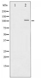 NFKB2 Antibody - Western blot of NF- kappa B p100 phosphorylation expression in EGF treated RAW264.7 whole cell lysates,The lane on the left is treated with the antigen-specific peptide.