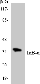 NFKBIA / IKB Alpha / IKBA Antibody - Western blot analysis of the lysates from HeLa cells using IÎºB-Î± antibody.