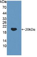NFKBIA / IKB Alpha / IKBA Antibody - Western Blot; Sample: Recombinant IkBa, Human.