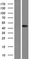NFKBIA / IKB Alpha / IKBA Protein - Western validation with an anti-DDK antibody * L: Control HEK293 lysate R: Over-expression lysate