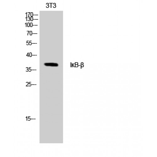 NFKBIB / IKB Beta / IKBB Antibody - Western blot of IkappaB-beta antibody