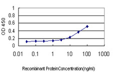 NFKBIB / IKB Beta / IKBB Antibody - Detection limit for recombinant GST tagged NFKBIB is approximately 1 ng/ml as a capture antibody.