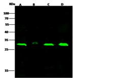NFKBIB / IKB Beta / IKBB Antibody - Anti-Nfkbib rabbit polyclonal antibody at 1:500 dilution. Lane A: Jurkat Whole Cell Lysate. Lane B: HeLa Whole Cell Lysate. Lane C: THP-1 Whole Cell Lysate. Lane D: MCF7 Whole Cell Lysate. Lysates/proteins at 30 ug per lane. Secondary: Goat Anti-Rabbit IgG H&L (Dylight 800) at 1/10000 dilution. Developed using the Odyssey technique. Performed under reducing conditions. Predicted band size: 37 kDa. Observed band size: 31 kDa.