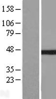 NFKBIB / IKB Beta / IKBB Protein - Western validation with an anti-DDK antibody * L: Control HEK293 lysate R: Over-expression lysate