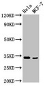 NFKBID / IkappaBNS Antibody - Western Blot Positive WB detected in: Hela whole cell lysate, MCF-7 whole cell lysate All lanes: NFKBID antibody at 3.4µg/ml Secondary Goat polyclonal to rabbit IgG at 1/50000 dilution Predicted band size: 34, 51, 16 kDa Observed band size: 34 kDa