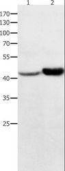 NFKBID / IkappaBNS Antibody - Western blot analysis of HeLa and 231 cell, using NFKBID Polyclonal Antibody at dilution of 1:450.