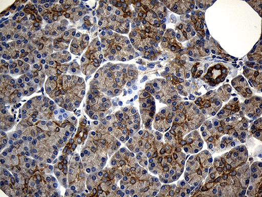 NFKBIE / IKB Epsilon Antibody - Immunohistochemical staining of paraffin-embedded Human pancreas tissue within the normal limits using anti-NFKBIE mouse monoclonal antibody. (Heat-induced epitope retrieval by 1mM EDTA in 10mM Tris buffer. (pH8.5) at 120°C for 3 min. (1:500)