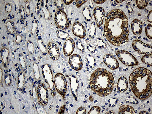 NFKBIE / IKB Epsilon Antibody - Immunohistochemical staining of paraffin-embedded Human Kidney tissue within the normal limits using anti-NFKBIE mouse monoclonal antibody. (Heat-induced epitope retrieval by 1mM EDTA in 10mM Tris buffer. (pH8.5) at 120°C for 3 min. (1:500)