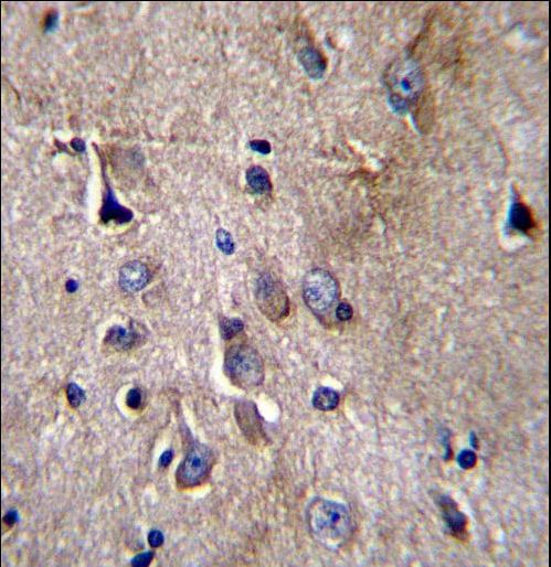 NFKBIL1 Antibody - NFKBIL1 Antibody immunohistochemistry of formalin-fixed and paraffin-embedded human brain tissue followed by peroxidase-conjugated secondary antibody and DAB staining.