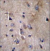 NFKBIL1 Antibody - NFKBIL1 Antibody immunohistochemistry of formalin-fixed and paraffin-embedded human brain tissue followed by peroxidase-conjugated secondary antibody and DAB staining.