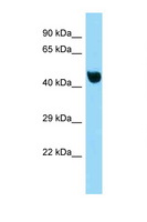 NFKBIL1 Antibody - NFKBIL1 antibody Western blot of Mouse Liver lysate. Antibody concentration 1 ug/ml.  This image was taken for the unconjugated form of this product. Other forms have not been tested.