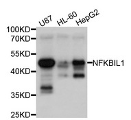 NFKBIL1 Antibody - Western blot analysis of extracts of various cell lines, using NFKBIL1 antibody at 1:1000 dilution. The secondary antibody used was an HRP Goat Anti-Rabbit IgG (H+L) at 1:10000 dilution. Lysates were loaded 25ug per lane and 3% nonfat dry milk in TBST was used for blocking. An ECL Kit was used for detection and the exposure time was 1s.