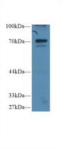 NFKBIZ / IKBZ Antibody - Western Blot; Sample: Human Hela cell lysate; Primary Ab: 1µg/ml Rabbit Anti-Human IkBz Antibody Second Ab: 0.2µg/mL HRP-Linked Caprine Anti-Rabbit IgG Polyclonal Antibody