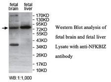 NFKBIZ / IKBZ Antibody