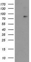 NFKBIZ / IKBZ Antibody - HEK293T cells were transfected with the pCMV6-ENTRY control (Left lane) or pCMV6-ENTRY NFKBIZ (Right lane) cDNA for 48 hrs and lysed. Equivalent amounts of cell lysates (5 ug per lane) were separated by SDS-PAGE and immunoblotted with anti-NFKBIZ.