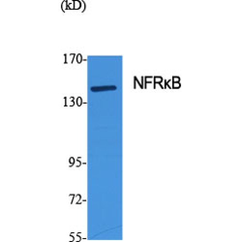 NFRKB Antibody - Western blot of NFR kappa B antibody