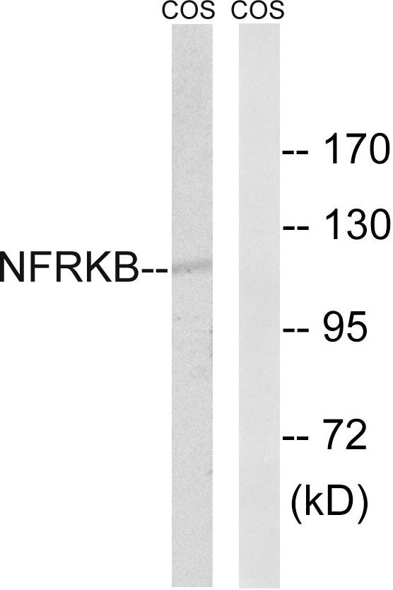 NFRKB Antibody - Western blot analysis of lysates from COS7 cells, using NFRKB Antibody. The lane on the right is blocked with the synthesized peptide.