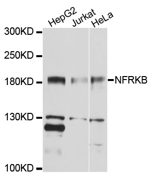 NFRKB Antibody - Western blot analysis of extracts of various cell lines, using NFRKB antibody at 1:1000 dilution. The secondary antibody used was an HRP Goat Anti-Rabbit IgG (H+L) at 1:10000 dilution. Lysates were loaded 25ug per lane and 3% nonfat dry milk in TBST was used for blocking. An ECL Kit was used for detection and the exposure time was 60s.