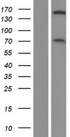 NFRKB Protein - Western validation with an anti-DDK antibody * L: Control HEK293 lysate R: Over-expression lysate