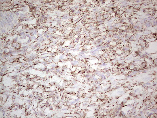 NFS1 Antibody - Immunohistochemical staining of paraffin-embedded Human Ovary tissue within the normal limits using anti-NFS1 mouse monoclonal antibody. (Heat-induced epitope retrieval by 1 mM EDTA in 10mM Tris, pH8.5, 120C for 3min,