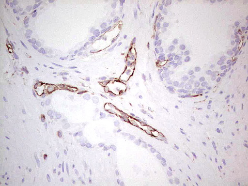 NFS1 Antibody - Immunohistochemical staining of paraffin-embedded Human prostate tissue within the normal limits using anti-NFS1 mouse monoclonal antibody. (Heat-induced epitope retrieval by 1 mM EDTA in 10mM Tris, pH8.5, 120C for 3min,
