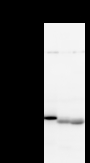 NFS1 Antibody - Detection of NFS1 by Western blot. Samples: Whole cell lysate from human HEK293 (H, 25 ug) , mouse NIH3T3 (M, 25 ug) and rat F2408 (R, 25 ug) cells. Predicted molecular weight: 50 kDa
