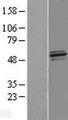 NFS1 Protein - Western validation with an anti-DDK antibody * L: Control HEK293 lysate R: Over-expression lysate