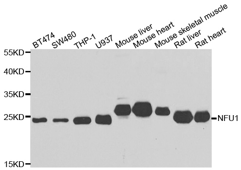 NFU1 Antibody - Western blot analysis of extracts of various cell lines.