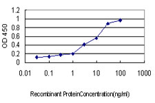 NFX1 Antibody - Detection limit for recombinant GST tagged NFX1 is approximately 0.1 ng/ml as a capture antibody.