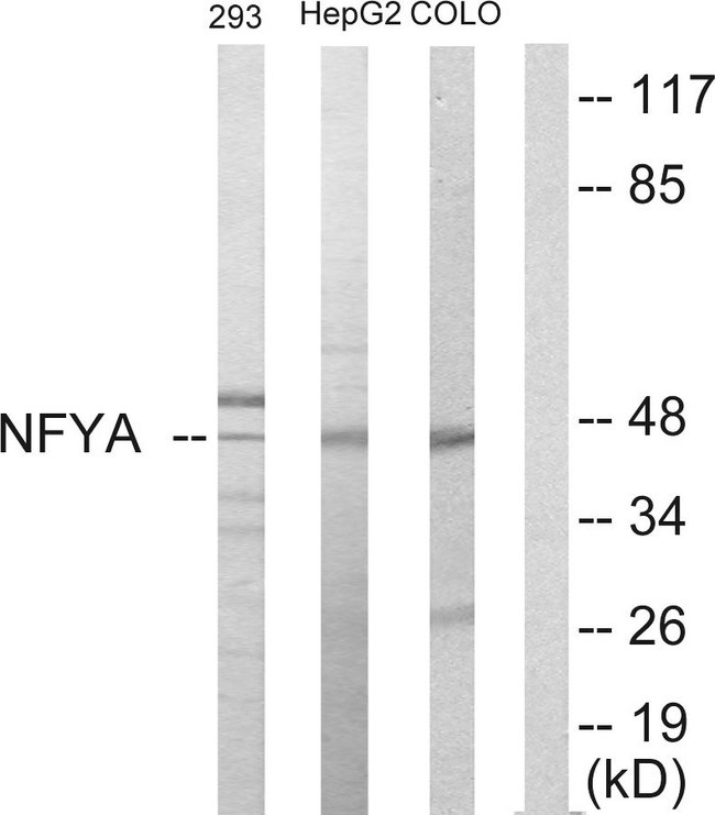 NFYA Antibody - Western blot analysis of lysates from HepG2, 293, and COLO205 cells, using NFYA Antibody. The lane on the right is blocked with the synthesized peptide.