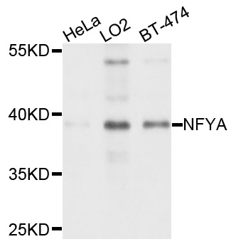 NFYA Antibody - Western blot analysis of extract of various cells.