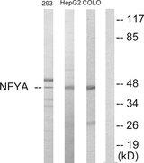 NFYA Antibody - Western blot analysis of extracts from 293 cells, HepG2 cells and COLO205 cells, using NFYA antibody.