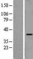 NFYA Protein - Western validation with an anti-DDK antibody * L: Control HEK293 lysate R: Over-expression lysate