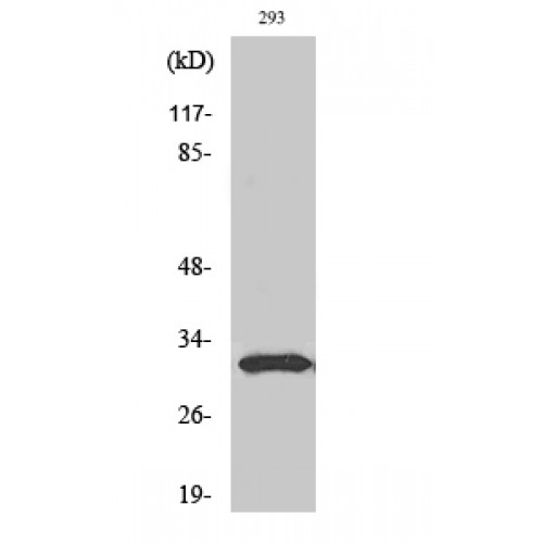 NFYB Antibody - Western blot of NF-YB antibody